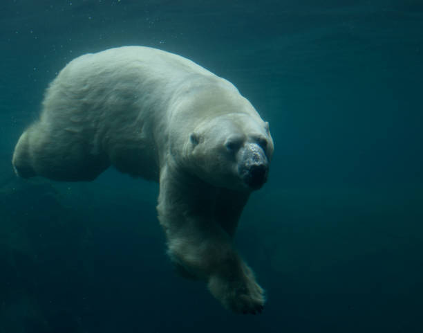 istock Polar Bear Swimming 2 1392769195