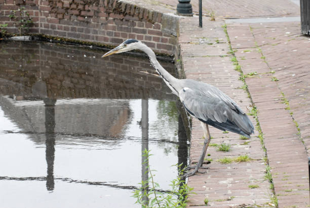 istock Boat trip on the canals in the Netherlands - 2 1392770084