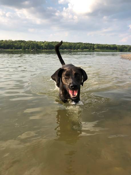 Smiling dog wades near the shore of a lake on a sunny day.