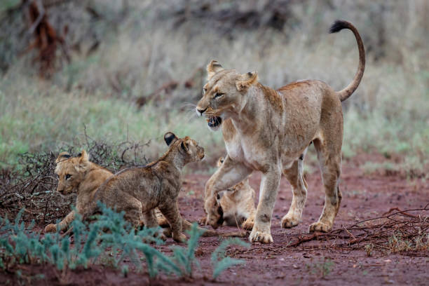 istock Lioness walking with her playful cubs 1392771065
