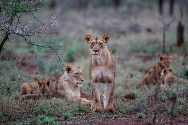 istock Lioness walking with her playful cubs 1392771070