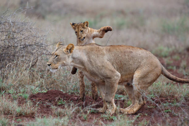 istock Lioness walking with her playful cubs 1392771083