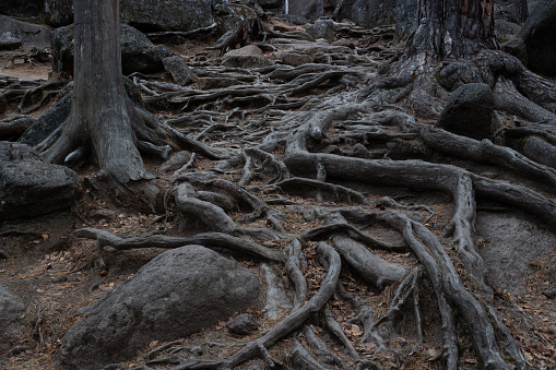 Close-up of intertwined rough tree roots among stones in the forest. Dark scary background in fairy tale wilds. Very old trees