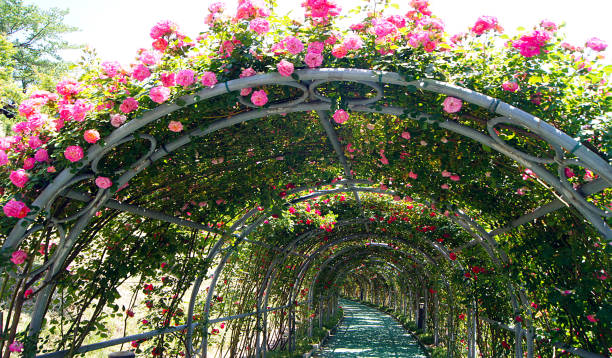 istock Rose Tunnel, Interior, Danyang, South Korea 1392771237