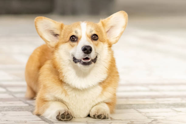 istock A red-haired corgi dog on a walk 1392771590