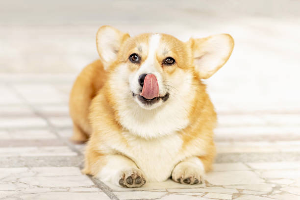 istock A red-haired corgi dog on a walk 1392771627