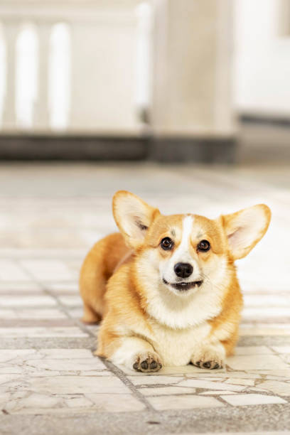 istock A red-haired corgi dog on a walk 1392771629