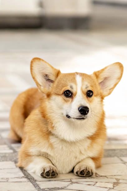 istock A red-haired corgi dog on a walk 1392772225