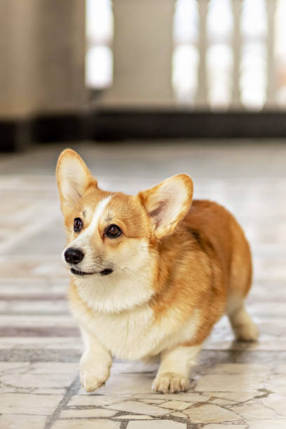 istock A red-haired corgi dog on a walk 1392772276