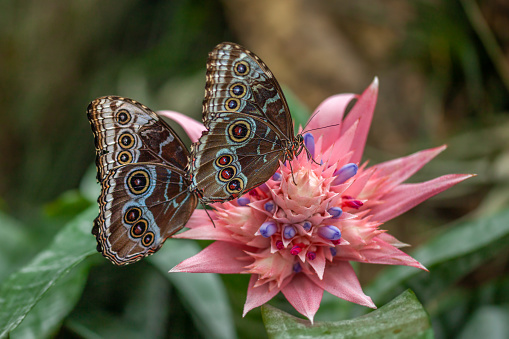 Two Peleides blue morphos, photographed at the Montreal insectarium as part of the exhibition: 