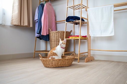 Cute white and orange cat in a basket at home in bedroom near the window and clothes line