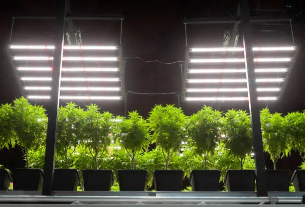 Cannabis potted plants indoor cultivation, a special technique to grow plants by artificial lighting. Led illumination.