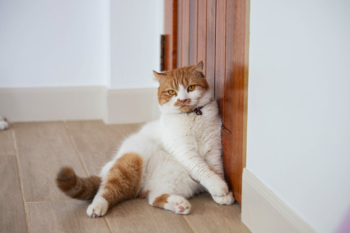 A white-orange Scottish Fold cat is leaning against a brown door.