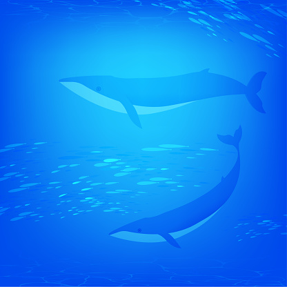 Vector illustration of the  whales  swimming about in the sea. Fish and plants in the sea