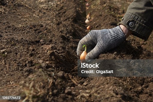 istock Planting onion sets in the garden in spring - work at the beginning of the season 1392774472