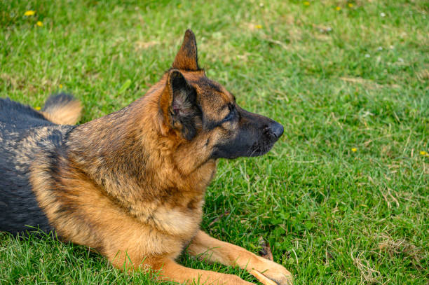 German shepherd dog lying on the grass like a sphinx, relaxed, with his mouth ajar and his tongue hanging out, ears erect and with a calm and confident air, in the fresh spring grass, looking to the right side of the image, to infinity perro pastor alemán acostado en la hierba como una esfinge, relajado, con la boca entreabierta y la lengua colgando, las orejas erectas y con un aire tranquilo y confiado, en la hierba fresca de primavera, mirando hacia el lado derecho de la imagen, hasta