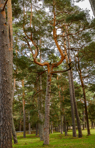 tree, pine, full of foliage, with the trunk unfolded into two main branches in the shape of the horns of a bull, like the horns of the devil, bent, trunk, the lost and rediscovered guide, an impossible curve to continue climbing and living. vertical photo árbol, pino, lleno de follaje, con el tronco desplegado en dos ramas principales en forma de los cuernos de un toro, como los cuernos del diablo, doblado, tronco, la guía perdida y redescubierta, una curva imposible para seguir escalando y viviendo. foto
