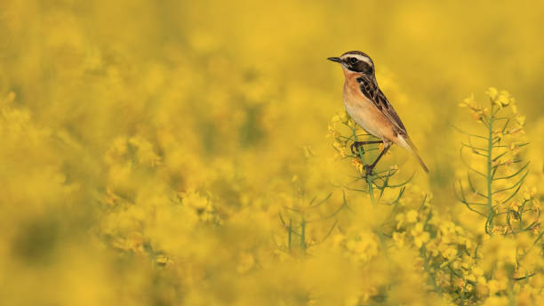 istock Brownthroats in the rapeseed field 1392774732