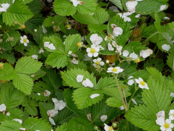 istock Wild strawberry flowers 1392775921