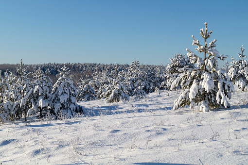 Pine forest in winter against the blue sky. Beautiful landscape on a sunny day