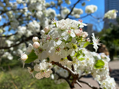 Callery Pear (Pyrus calleryana) tree with beautiful white flowers in the spring. Beautiful park trees