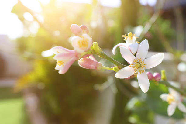 weiße neroli-blüten am baum im garten - lemon lemon tree tree branch stock-fotos und bilder