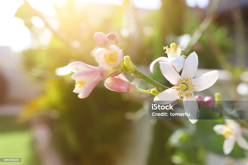 White Neroli flowers on the tree in the garden Neroli Oil Stock Photo