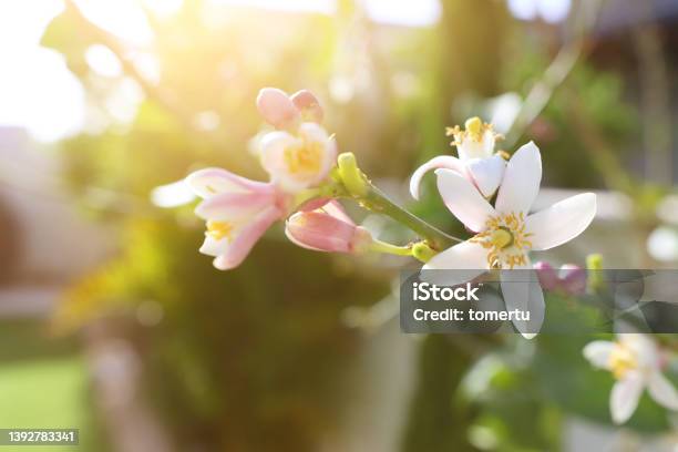 White Neroli Flowers On The Tree In The Garden Stock Photo - Download Image Now - Neroli Oil, Blossom, Perfume