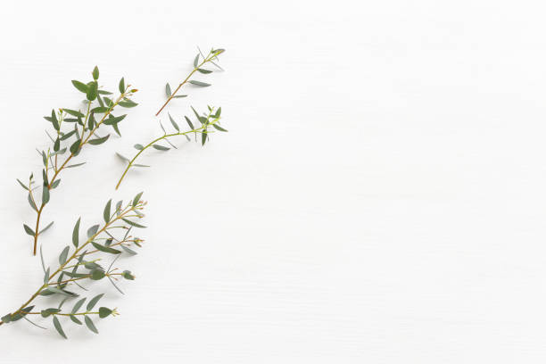 istock Top view image of eucalyptus over wooden white background. Flat lay 1392783346