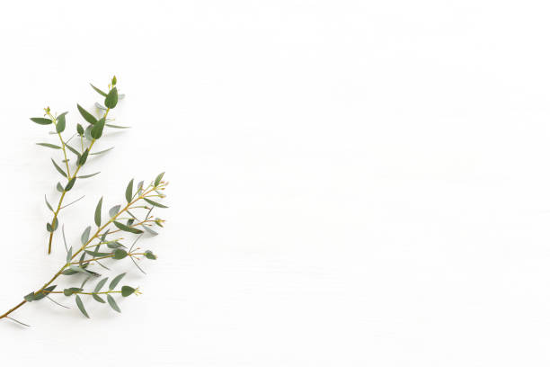 istock Top view image of eucalyptus over wooden white background. Flat lay 1392783353