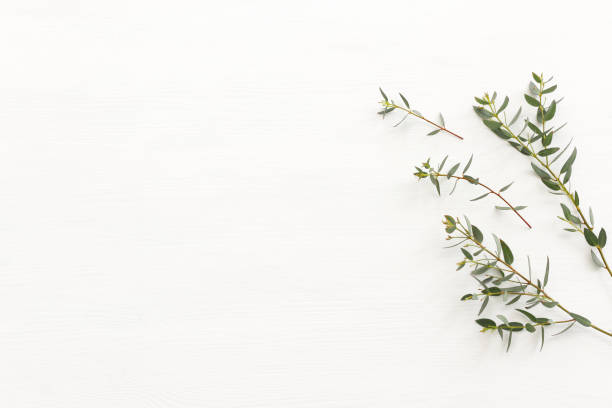 istock Top view image of eucalyptus over wooden white background. Flat lay 1392783366