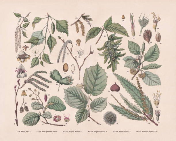 Deciduous trees, hand-colored wood engraving, published in 1887 Deciduous trees: 1-6) Silver birch (Betula pendula, or Betula alba); 7-13) European black alder (Alnus glutinosa); 14-20) Common hazel (Corylus avellana); 21-24) European hornbeam (Carpinus betulus); 25-29) European beech (Fagus sylvatica); 30-34) Sweet chestnut (Castanea sativa, or Castanea vulgaris). Hand-colored wood engraving, published in 1887. beige background illustrations stock illustrations