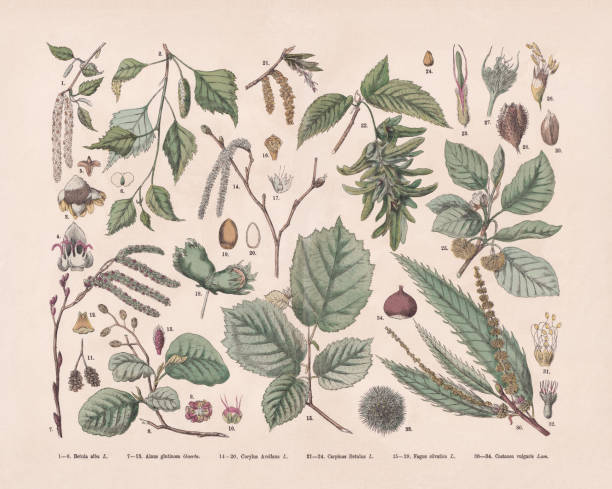Deciduous trees, hand-colored wood engraving, published in 1887 Deciduous trees: 1-6) Silver birch (Betula pendula, or Betula alba); 7-13) European black alder (Alnus glutinosa); 14-20) Common hazel (Corylus avellana); 21-24) European hornbeam (Carpinus betulus); 25-29) European beech (Fagus sylvatica); 30-34) Sweet chestnut (Castanea sativa, or Castanea vulgaris). Hand-colored wood engraving, published in 1887. alder tree drawing stock illustrations