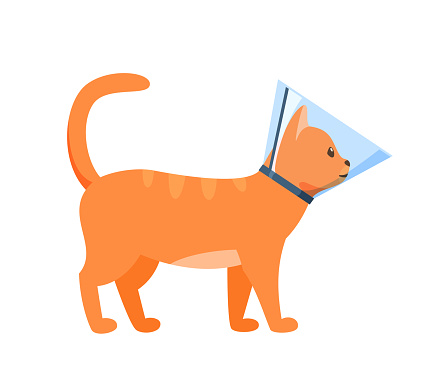 Cat in cone collar, red cat wrapped in Elizabethan collar, protection from licking for pet after treatment, cone of shame, vector illustration
