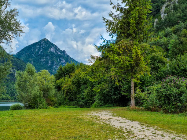 forest near the lake with trees and grass