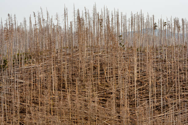 Countless dead trees – climate change and bark beetles. Countless dead trees – climate change and bark beetles. forest dieback stock pictures, royalty-free photos & images