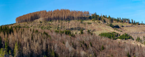 Countless dead trees – climate change and bark beetles. Countless dead trees – climate change and bark beetles. forest dieback stock pictures, royalty-free photos & images