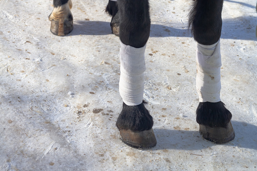 Bandaged legs of a black horse with white bandages to protect against injuries on white snow in winter.