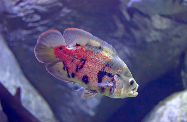 istock Astronotus ocellatus Amphilophus Labiatus 1392790375