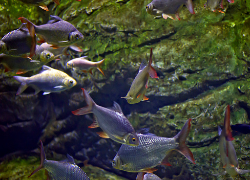 large tinfoil barbs in tropical fish tank / aquarium