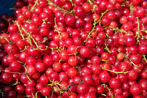 Closeup shot of freshly harvested red currants