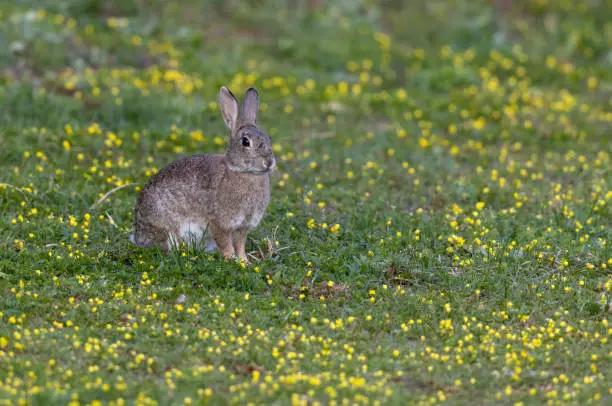 European rabbit (Oryctolagus cuniculus) sitting in a meadow with a lot of yellow flowers.