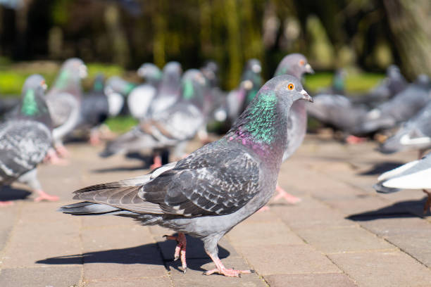 istock Feeding pigeons on the street 1392794506