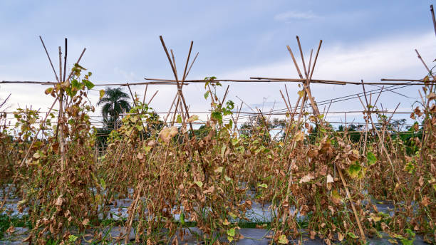 i giardini di cetrioli non riescono a raccogliere - arid climate asia color image day foto e immagini stock