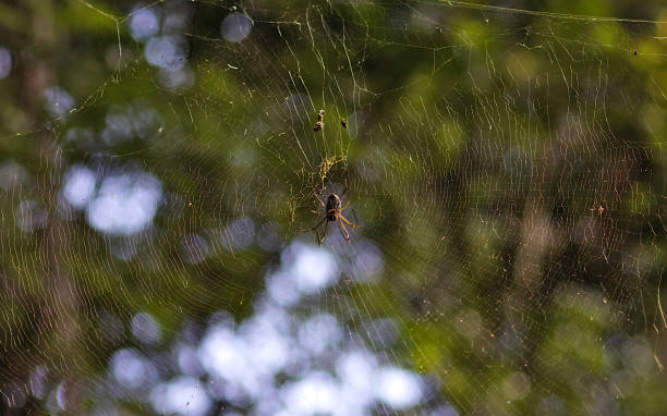 istock Spiders in their webs in trees 1392795686