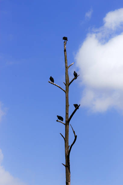 istock Photos of several vultures in trees 1392795901