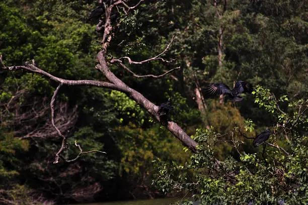 Photo of Photos of several vultures in trees