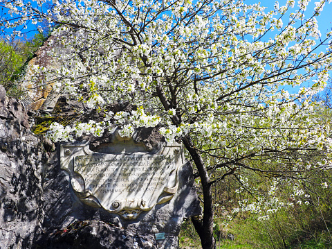 The photo shows the marble plaque at the Sanctuary of Madonna del Ponte,  recently recognized as the Patroness of the Italian Basketball. In the photo, which was taken in a beautiful day of mid April, the plaque attached to the rock is partially covered by the white flowers of a tree. The plaque is there to testify the fall of the bridge, at the end of the XVI° century, and its reconstruction.