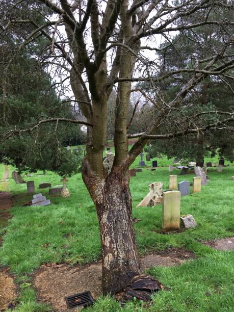 istock Golden Chain (Laburnum) - Trunk & lower canopy 1392797195