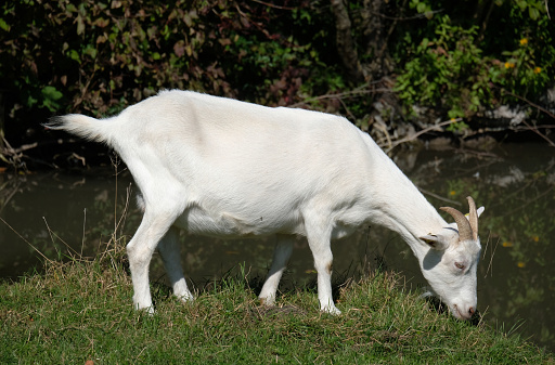 White domestic goat grazing on a meadow next to a small stream